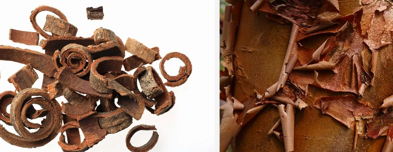 bark of Magnolia officinalis.jpg